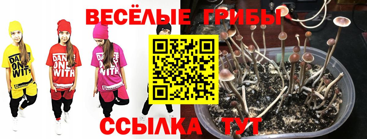 Псилоцибиновые грибы прущие грибы  Вход с VPN  Тверь  Галлюциногенные грибы Cubensis 